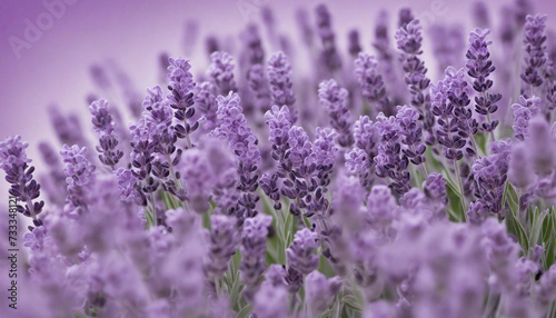 Delicate Lavender Colors Background