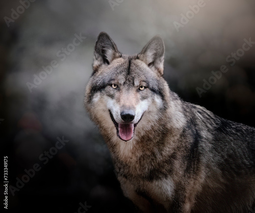 Portrait animalier de loup gris, interprétation personnelle 