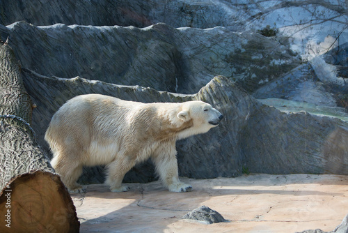 Polar bear close-up