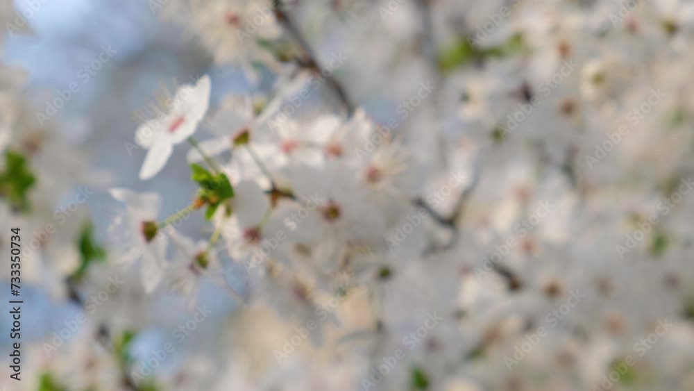 Spring white cherry blossoming flowers on the tree branches. Close up. Nature background. Shift focus Spring white cherry blossoming flowers on the tree branches. Close up. Nature background. Shift focus