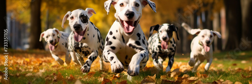 Cute dalmatian dogs group running on green grass in park