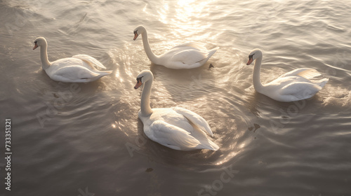Fototapeta Naklejka Na Ścianę i Meble -  Aerial view of flock of swans. Flock of white swans in the calm water. Flock of swans gliding on calm water. Environment protection concept