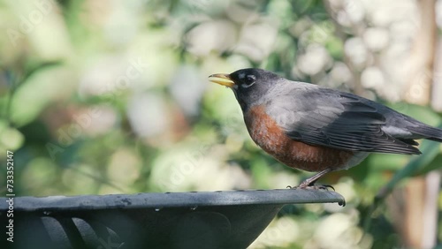 American Robin drinking at a bird bath in a garden