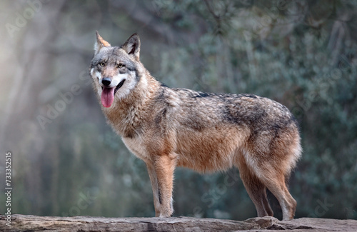 Loup gris d Europe   photo animali  re 