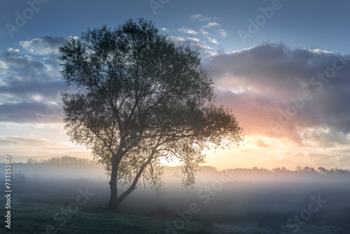 A lone tree stands silhouetted against a misty dawn