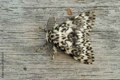 Closeup of the black arches or nun moth, Lymantria monacha, sitting on wood in the garden photo