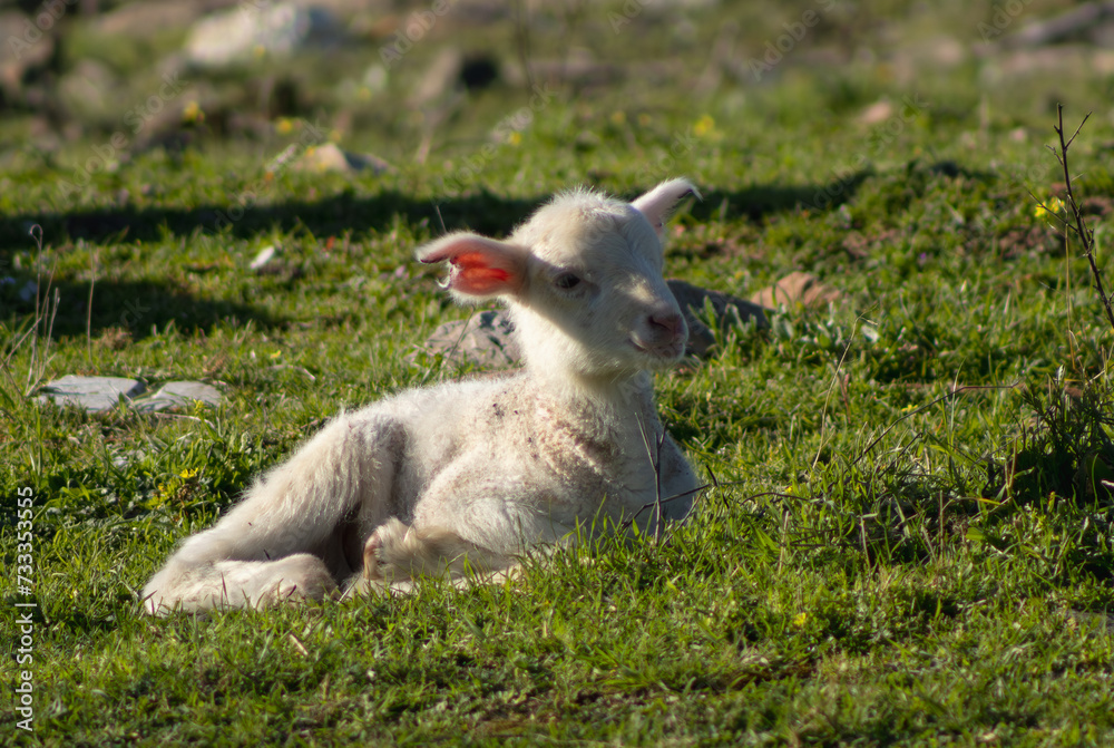 Obraz premium Lamb lying down