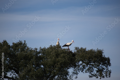 Couple of storks in the nest