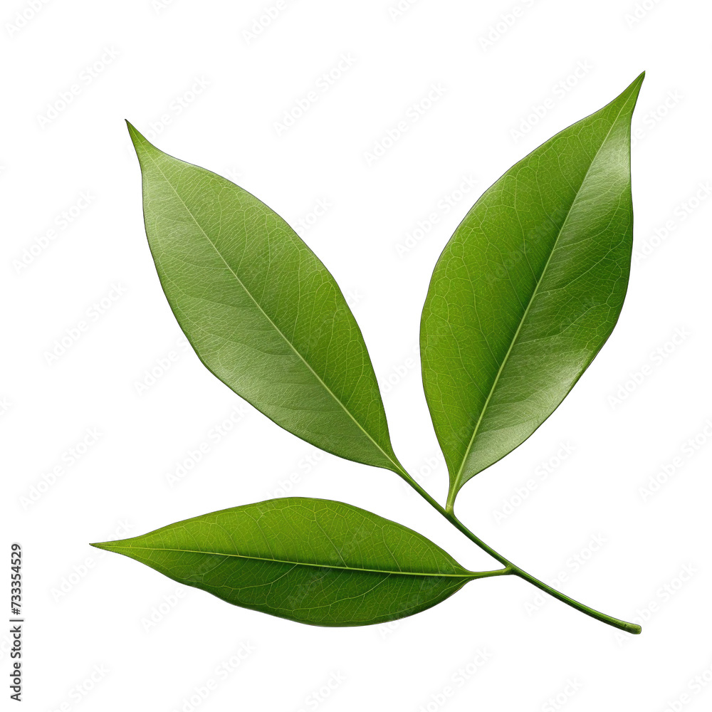 Fototapeta premium Fresh lettuce leave png