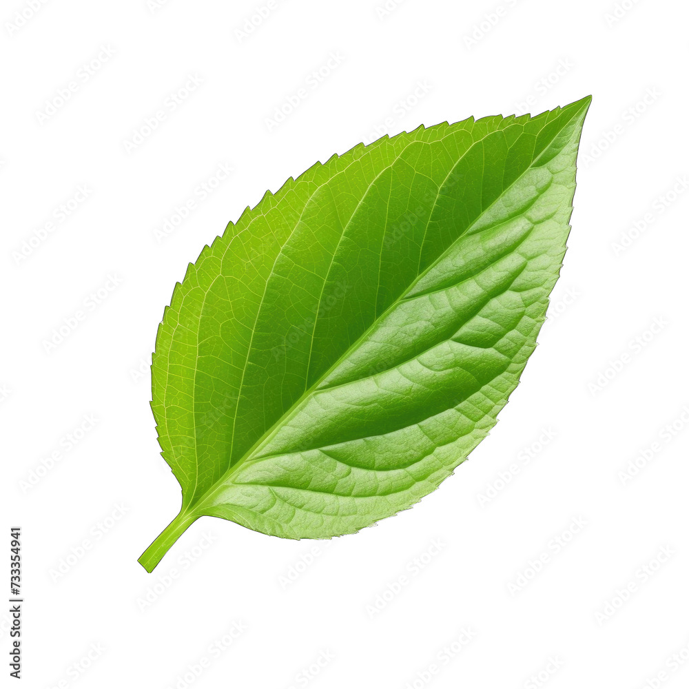 Fototapeta premium Fresh lettuce leave png
