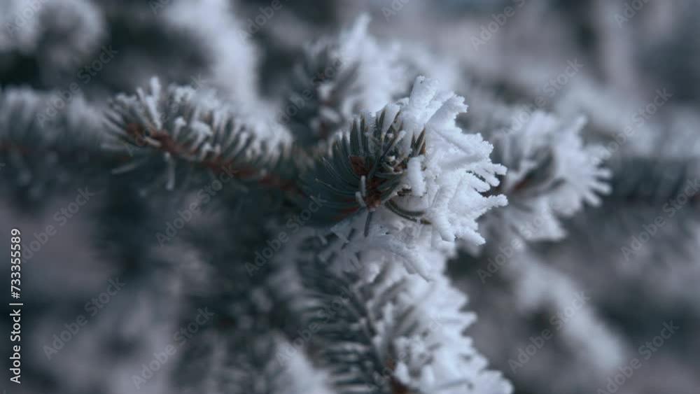 Close up of pine tree branches covered in frost on a cold winter morning. Close up, slow motion. 