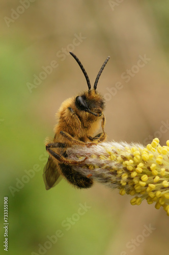 Closeup on a brown hairy male grey-gastered mining bee, Andrena tibialis on yellow pollen of willow catkin photo