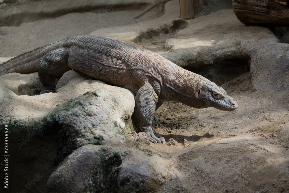 The dragon comodo is on the biggest lizards on the earth. The dragon comodo is on the biggest lizards on the earth.