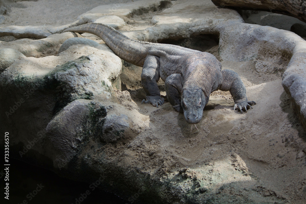 The dragon comodo is on the biggest lizards on the earth. The dragon comodo is on the biggest lizards on the earth.