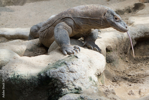 The dragon comodo is on the biggest lizards on the earth.