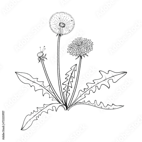 Vector Linear Illustration of Dandelion Flower With Leaves