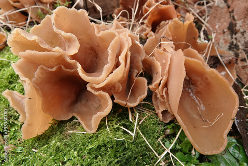 Closeup on a fresh lightbrown Bay cup mushroom, Peziza badia, pushing from the ground up photo