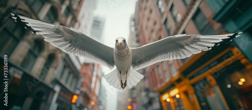 Seagull Soars Above the Busy Street as the Majestic Bird Captivates with its Graceful Flight