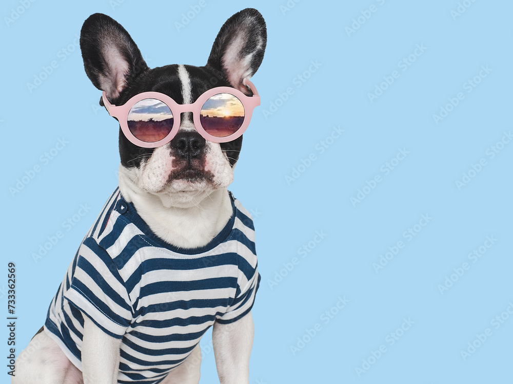 Cute puppy, stylish T-shirt and sunglasses. Isolated background. Closeup, indoors. Studio shot. Day light. Beauty and fashion. Concept of care, education, training and raising pets Cute puppy, stylish T-shirt and sunglasses. Isolated background. Closeup, indoors. Studio shot. Day light. Beauty and fashion. Concept of care, education, training and raising pets