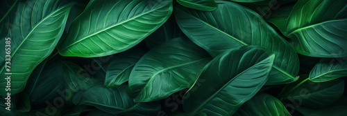 Green tropical leaf texture background