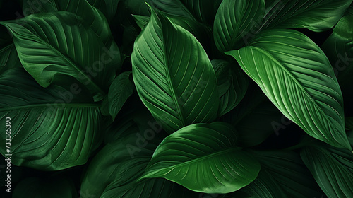 Green tropical leaf texture background