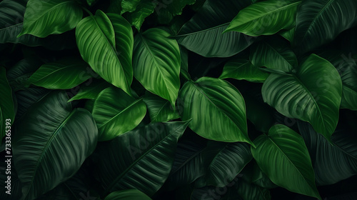 Green tropical leaf texture background