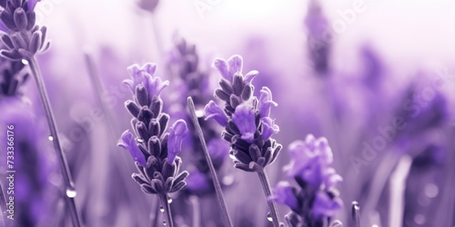 A close-up view of a bunch of lavender flowers. This image can be used to add a touch of natural beauty to any project