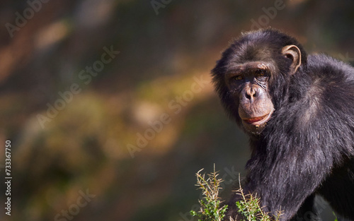 Closeup of a chimpanzee walking while looking at the camera. Copy space