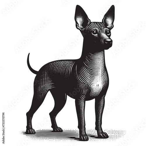 American Hairless Terrier dog. Vintage engraving vector illustration. Woodcut. Black and white. Logo, emblem, icon. Isolated object