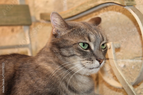 Primo piano di gatto tigrato con gli occhi verde con lo sguardo perso nel vuoto