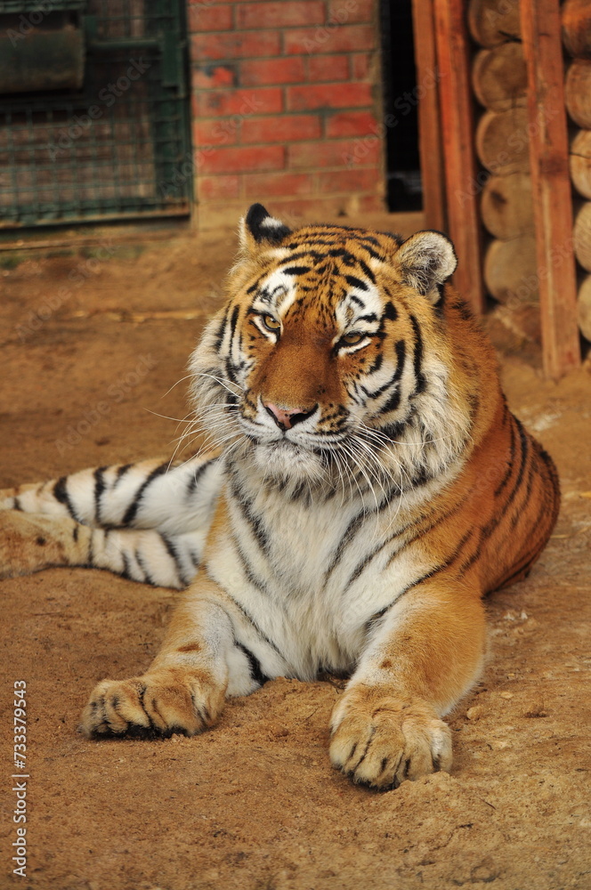 Animals are a traditionally (since the time of Aristotle) distinguished category of organisms, currently considered as a biological kingdom. Animals are the main object of zoology study. Animals are a traditionally (since the time of Aristotle) distinguished category of organisms, currently considered as a biological kingdom. Animals are the main object of zoology study.