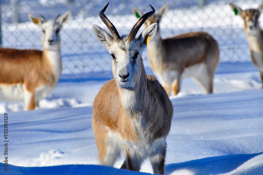Animals are a traditionally (since the time of Aristotle) distinguished category of organisms, currently considered as a biological kingdom. Animals are the main object of zoology study. Animals are a traditionally (since the time of Aristotle) distinguished category of organisms, currently considered as a biological kingdom. Animals are the main object of zoology study.