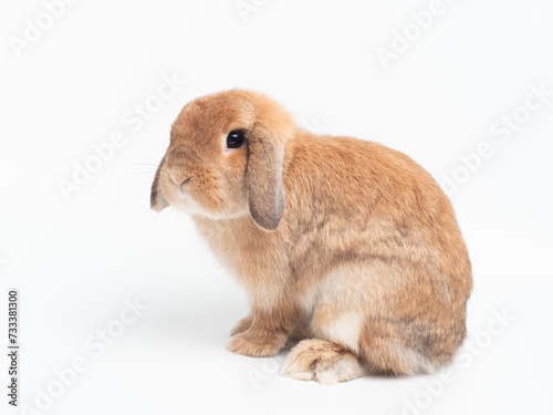 Rabbit sitting on white background. Side view of orange holland lop rabbit and looking at camera.