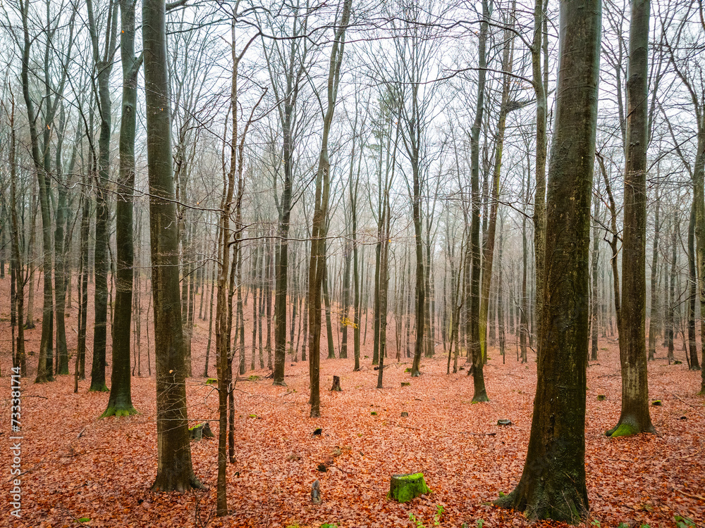 Fototapeta premium foggy forest in winter