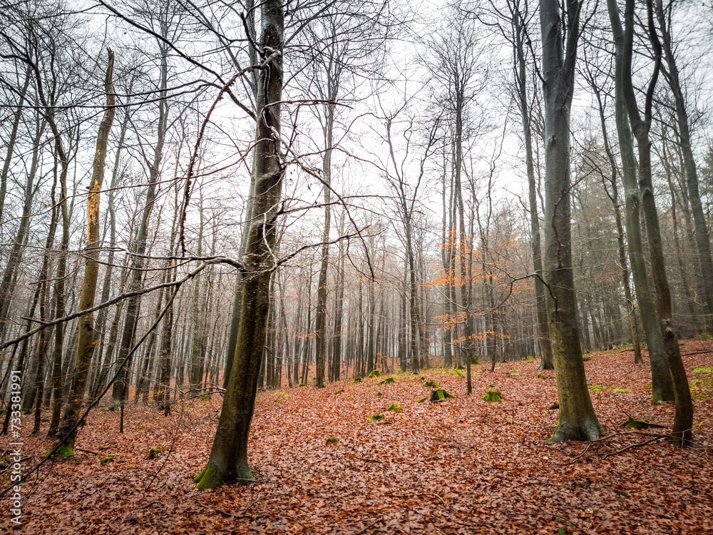 Fototapeta premium cold autumn in the forest