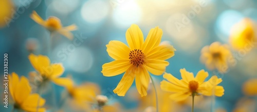 Stunning Yellow Flower Blooms on Blurry Background: A Visual of Yellow Flower Petals Dancing Gracefully against a Dreamy, Blurry Background