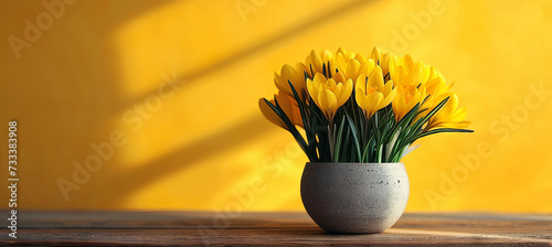 bouqet of crocuses in the pot on the yellow background photo