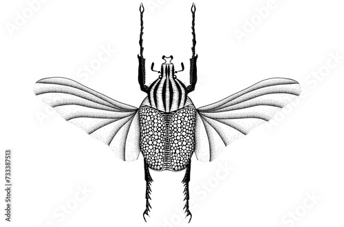 Retro black and white illustration
vector of a rose beetle bug