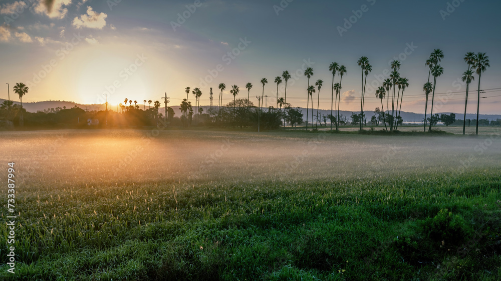  Agricultural wheat  plantations and palms trees near the town of Atlit Israel  at sunrise with mist  beautiful sky 
. (Northern Israel)