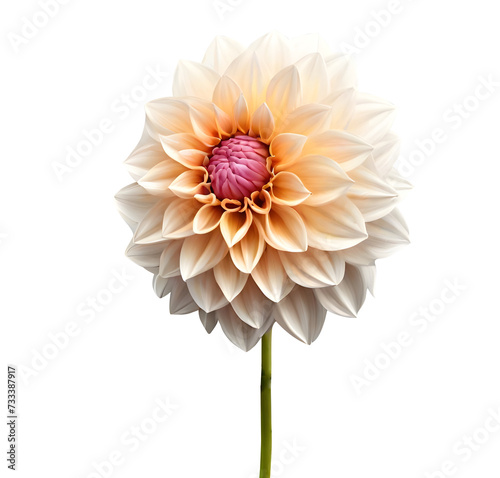 Dahlia Flower png Dahlia png colorful flower png Perfect Cream and Pink Dahlia png pink dahlia png Dahlia Flower Transparent background White dahlia with pink tips macro isolated. Generative AI