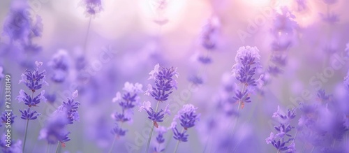 Soft Focus Unveils a Beautiful World of Lavender Flowers in a Serene and Display