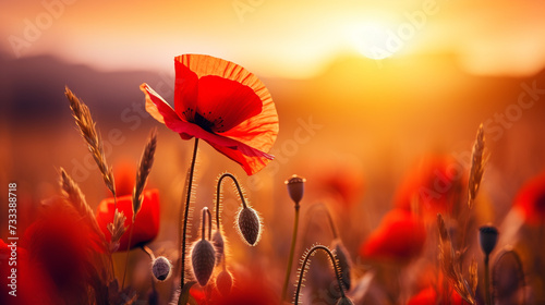 Nature background with red poppy flower on the field in the sunset photo