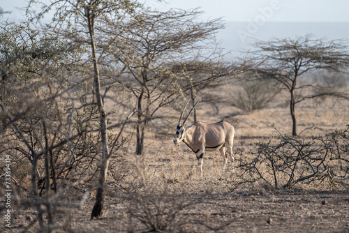 Beisa Oryx in the dry savannahs dotted with acacia trees in Awash National Park  Ethiopia