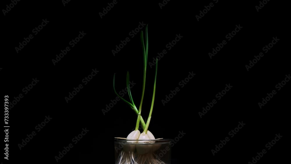 Time Lapse of growing green sprout from garlic isolated on black background.