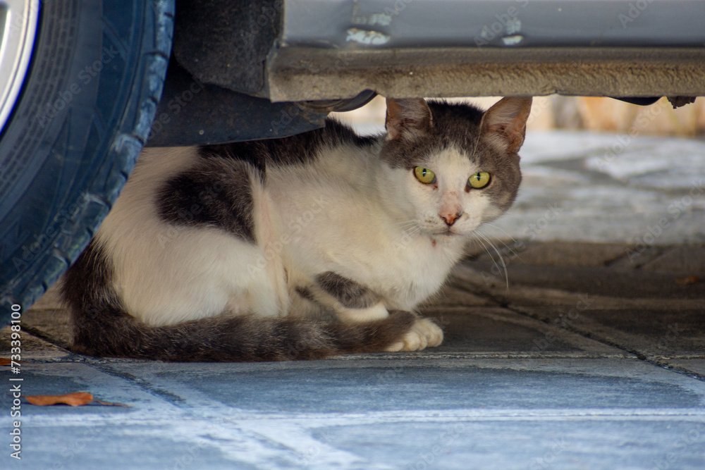  white and gray domestic cat looking the camera  under the car 