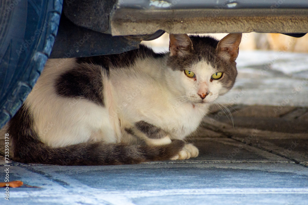  white and gray domestic cat looking the camera  under the car 
