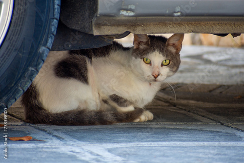  white and gray domestic cat looking the camera under the car 