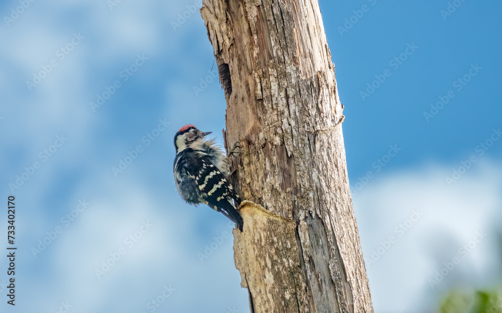 Male lesser spotted woodpecker (Dryobates minor) in the Algarve regiomn of Portugal. it's the smallest European woodpecker Male lesser spotted woodpecker (Dryobates minor) in the Algarve regiomn of Portugal. it's the smallest European woodpecker