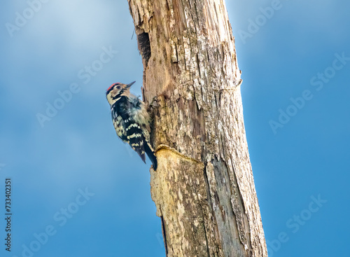 A male Dryobates minor, or lesser spotted woodpecker in the Portuguese Algarve region. It's the tiniest woodpecker in Europe.