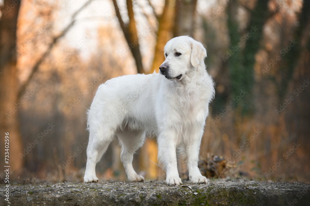 golden retriever in the park